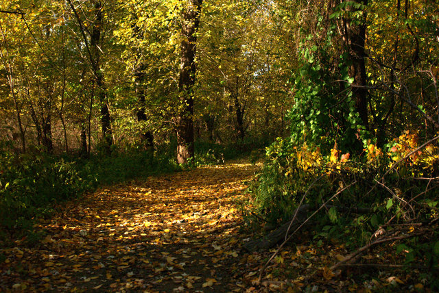 yellow leaf road.JPG