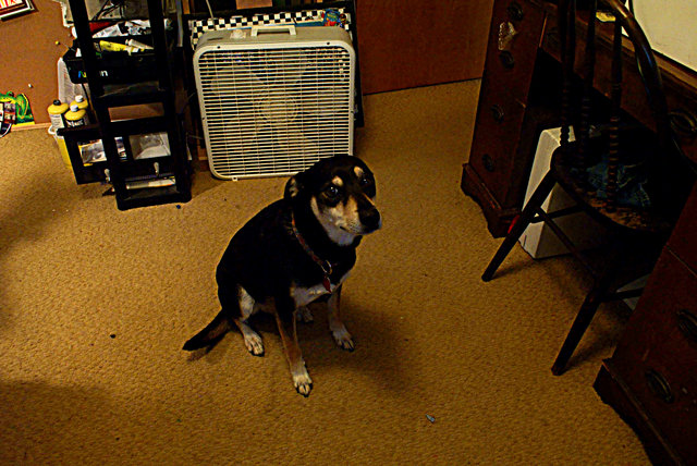 petey.JPG