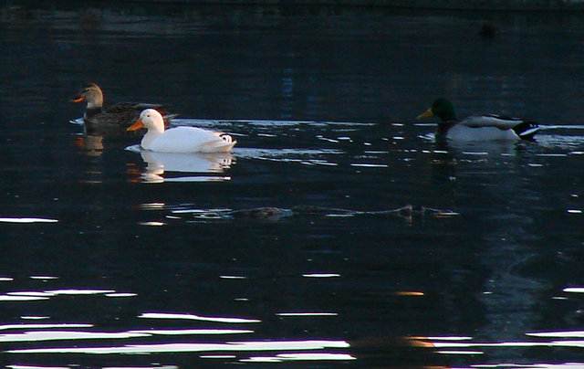 sliceofducks.jpg