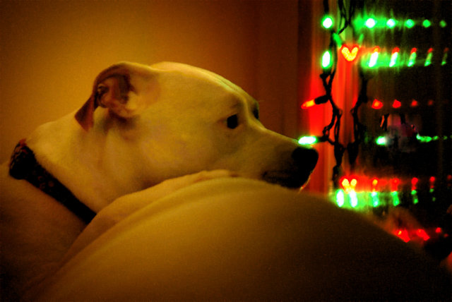 lights3.JPG