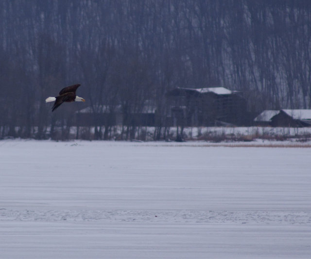 eagle6.JPG