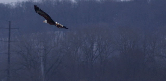 eagles3.JPG