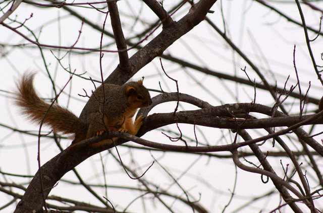 damnsquirrel