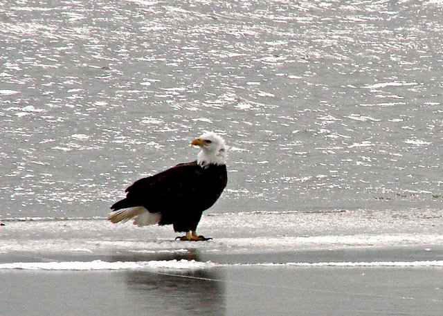 eagle1-7-2009.jpg