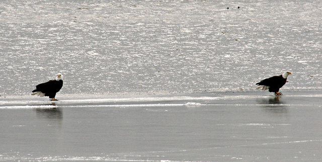 eagles1-7-09.jpg