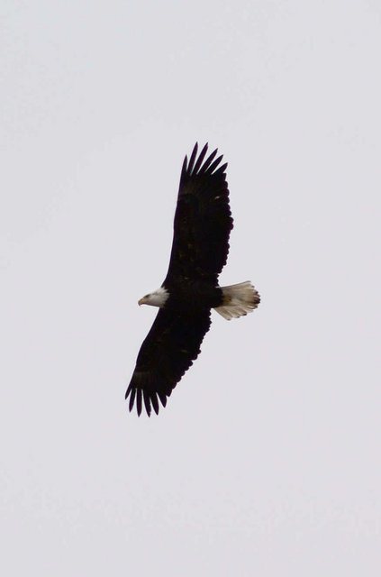 eagle5.JPG
