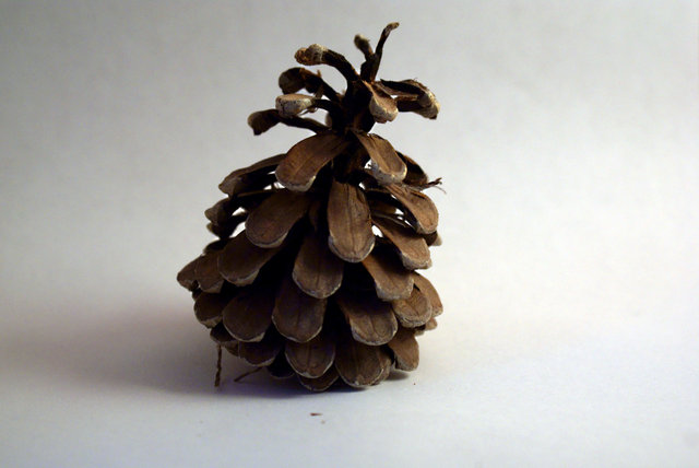 pincecone2.JPG