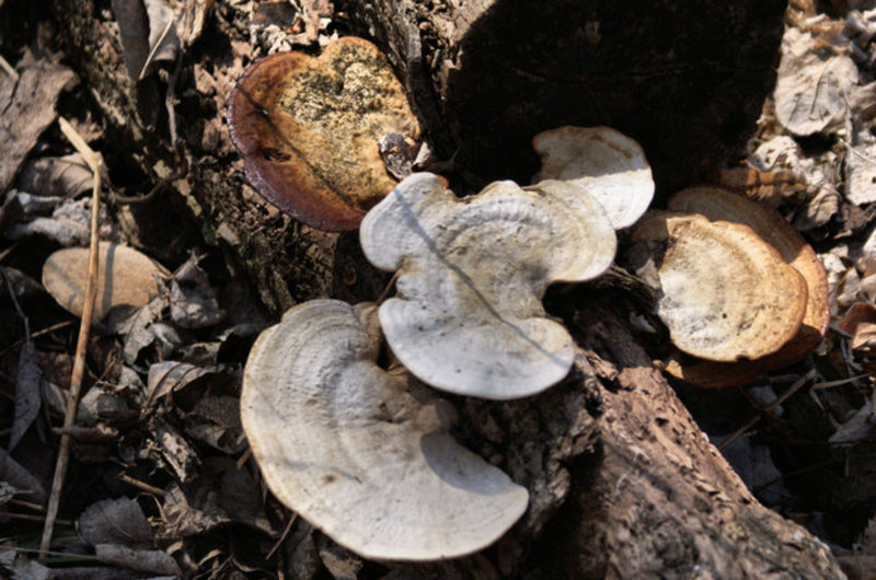 photowalk032109 1.jpg