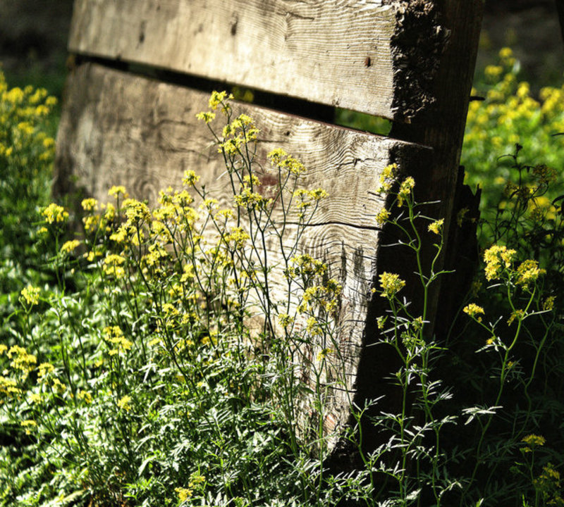 weeds.jpg