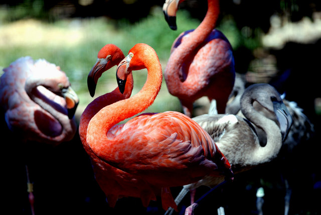 Fire Birds