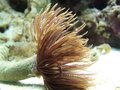 Feather duster