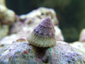 Snail