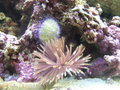Feather duster worm & Urchin
