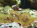 Soft coral