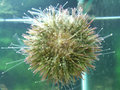 Urchin