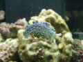 Lettuce nudibranch