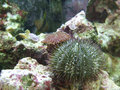 Urchin & Mushroom