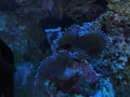 Mushrooms