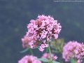 DSCF9345.jpg