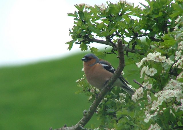 Chaffinch