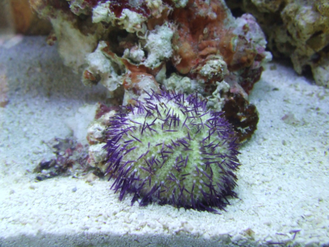 Urchin 