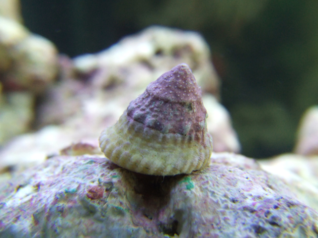 Snail