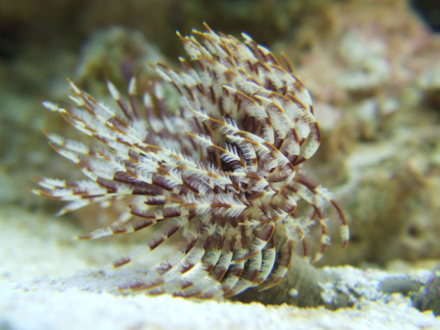 Feather duster worm