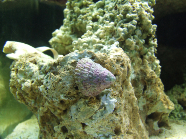 Snail