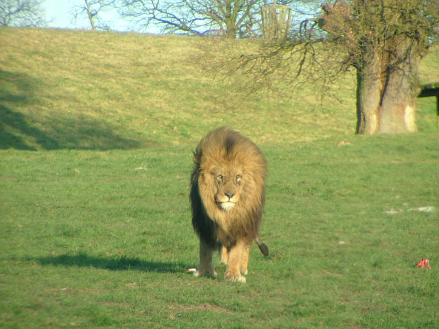 Lion