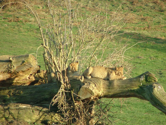 Lion cubs