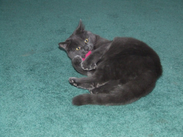 Mia