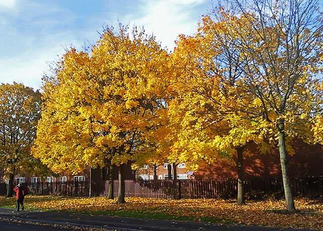 Autumn Trees of Rusholme