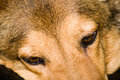 Puppy Dog Eyes