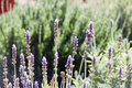 Purple-Flowers