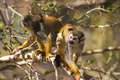 2 monkeys