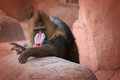 Baboon