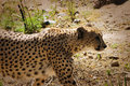 cheetah