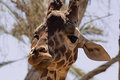 curious giraffe