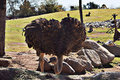 Ostrich