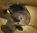 Sea otter