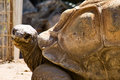 Tortoise