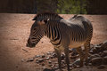 Zebra.