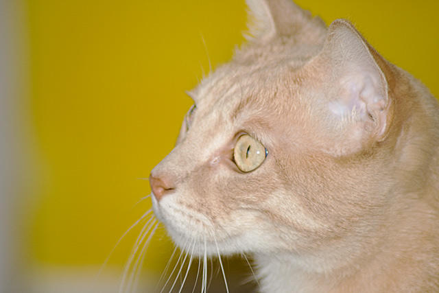 Leo