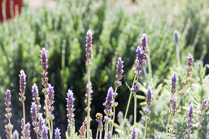 Purple-Flowers