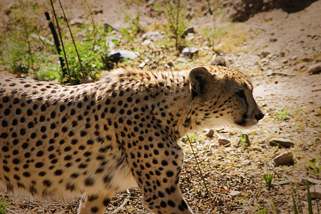 cheetah