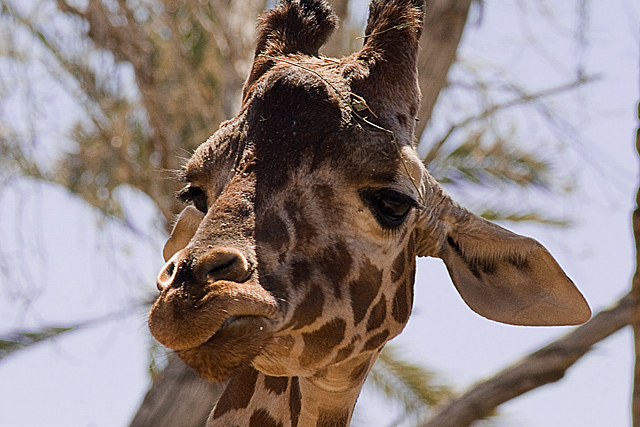 curious giraffe