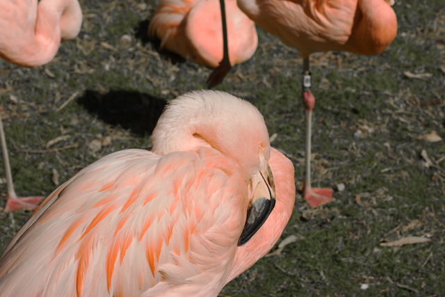 Flamingo