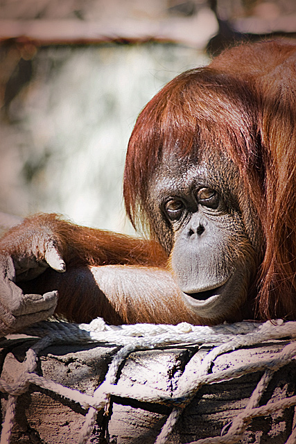 Orangutan