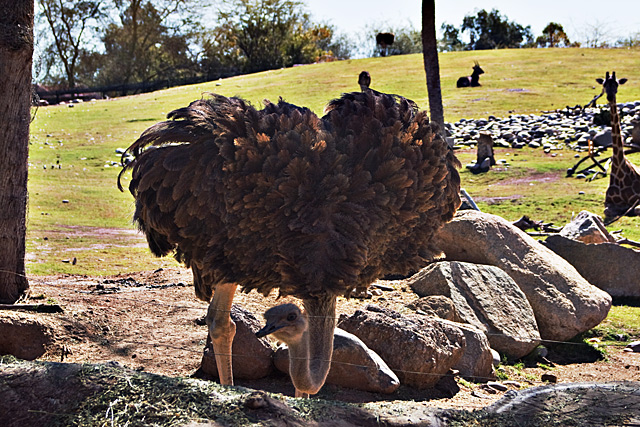 Ostrich
