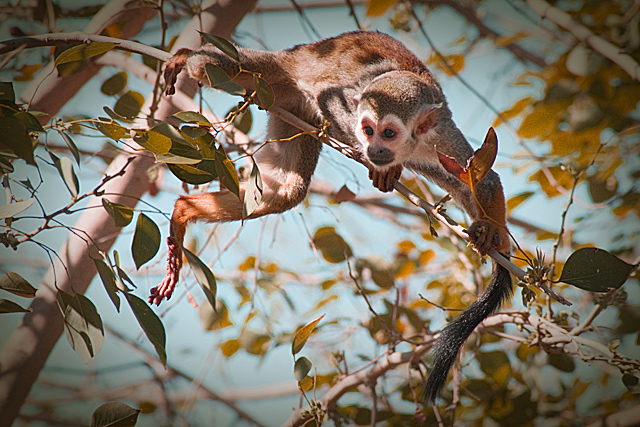 Swinging Monkey